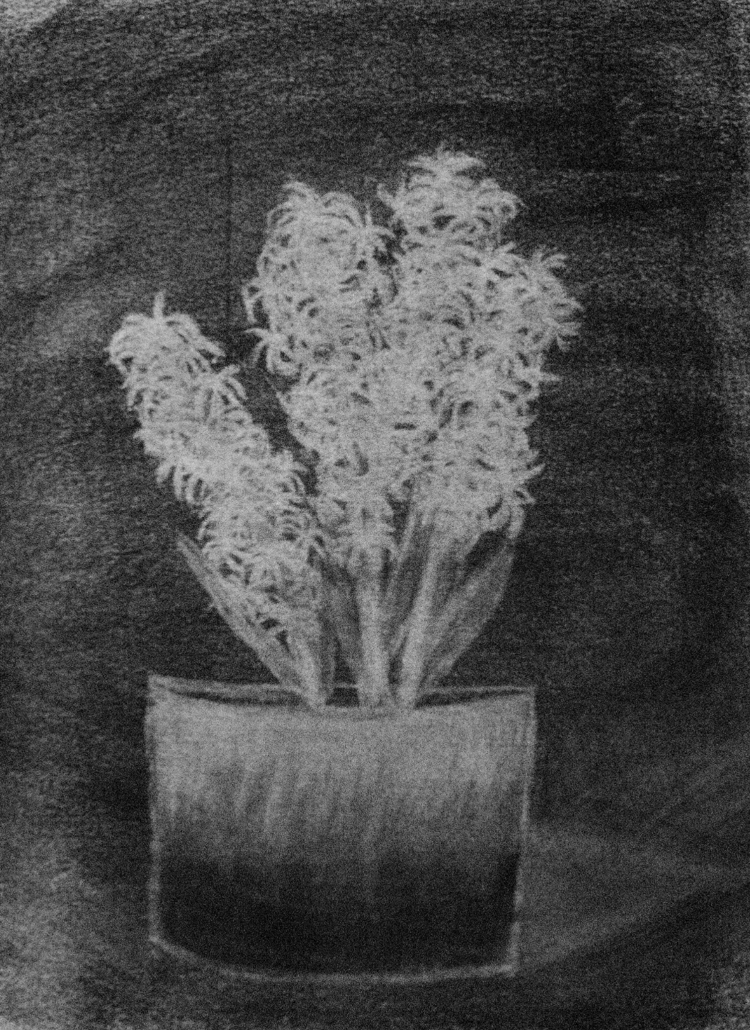 Hyacinth Charcoal